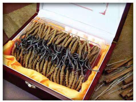 召陵冬虫夏草回收?